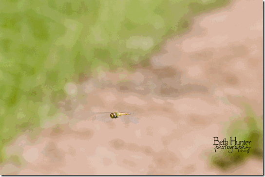 dragonfly dragonfly