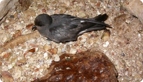 Uccello-delle-tempeste2_scheda_specie_grande Uccello-delle-tempeste2_scheda_specie_grande