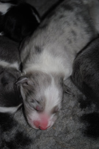 merle%252520011.JPG