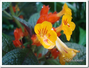 Orange Flower Orange Flower
