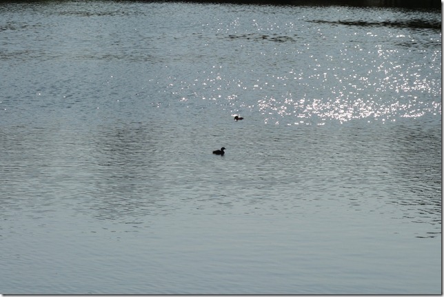 r-DSC00980 r-DSC00980