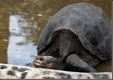 Amazing Animals Pictures Pinta Island tortoise (5)