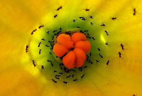 28. Hormigas negras en busca de néctar