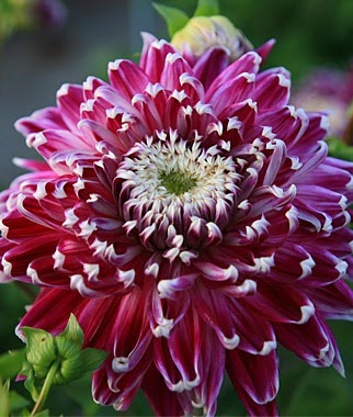 [Dahlia%2520Vancouver%255B3%255D.jpg]