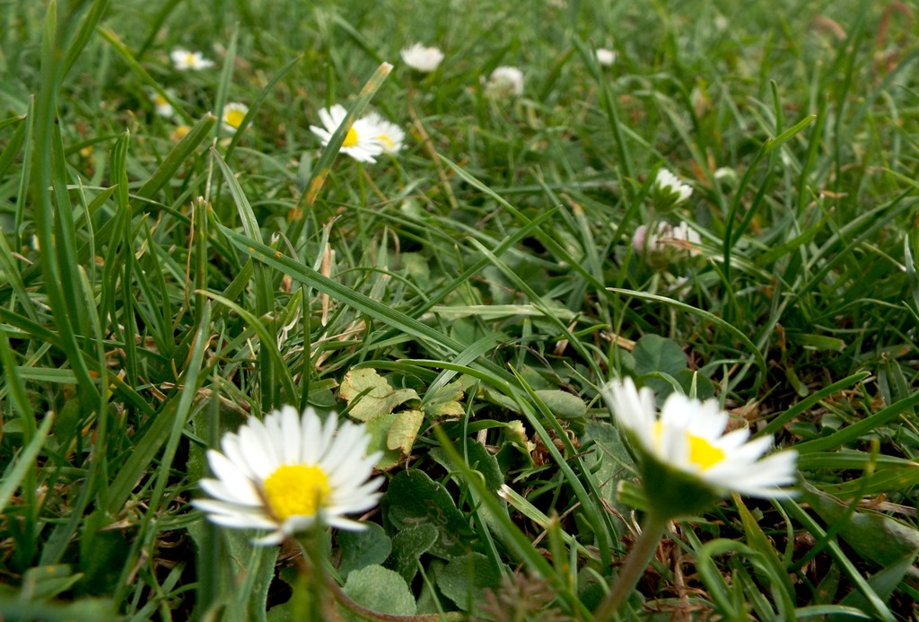 [grass-and-daisys3.jpg]