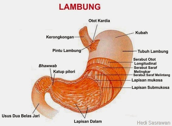 Salah satu ciri makhluk hidup adalah memerlukan makanan Sistem Pencernaan Pada Manusia (Artikel Lengkap)