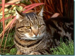tabby-cat-facts-2