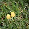 yellow-fieldcap fungus