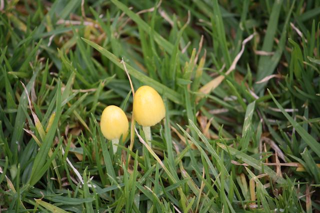 yellow-fieldcap fungus