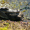 American Alligator