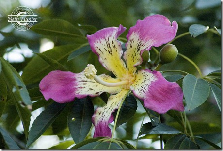 pink-tree-flower
