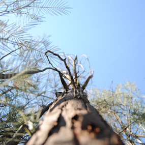 by Bernardo Carmo - Nature Up Close Trees & Bushes