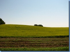 2149 Manitoba Hwy 10 North - canola field