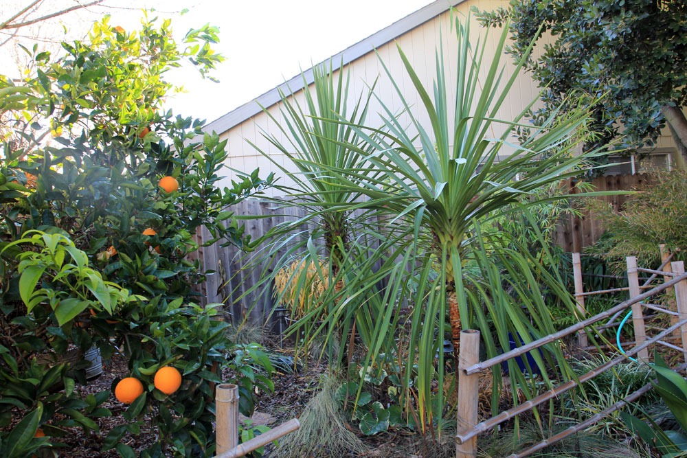 [130126_Cordyline-australis_08%255B2%255D.jpg]