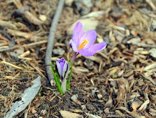 crocus