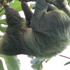 two-toed Sloth