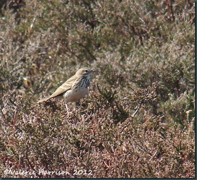 10-meadow-pipit