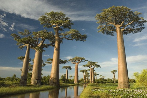Η Λεωφόρος της Baobabs , Μαδαγασκάρη