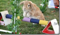 bunnysteeplechase