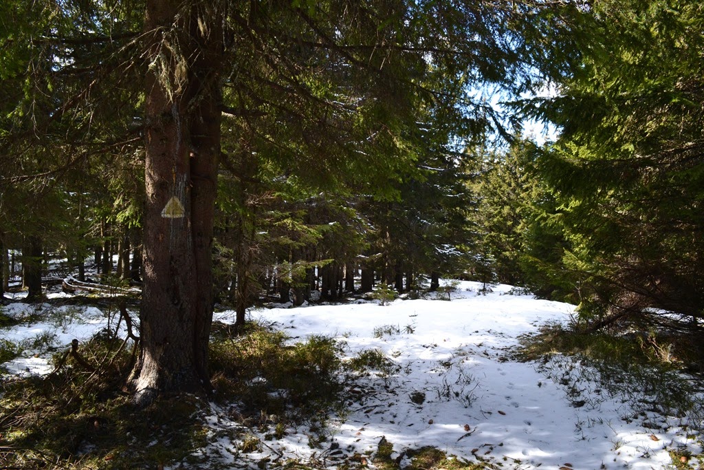 [DSC_49363.jpg]