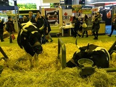 2015.02.26-065 vache bretonne pie noire