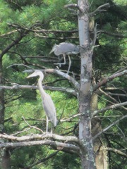 great blue heron 2 in tree.1. 8.6.2013