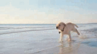la-cachorro-14.gif