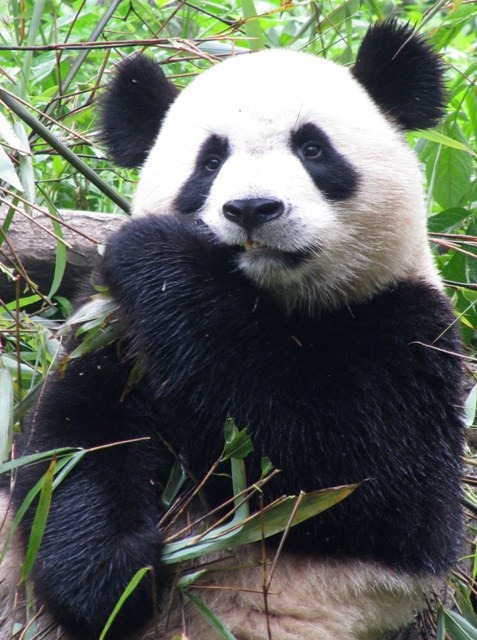 [8%2520Breakfast%2520Time%2520For%2520The%2520Panda%2520At%2520The%2520Research%2520Centre%2520Chengdu%252C%2520China%2520July%25202011%255B2%255D.jpg]