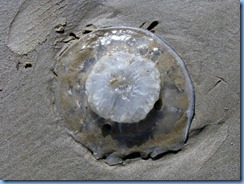 7141 Texas, South Padre Island - Beach access #3 - Jellyfish