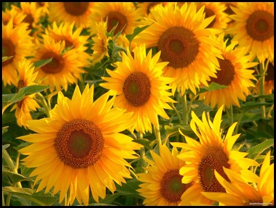 Sunflowers-4