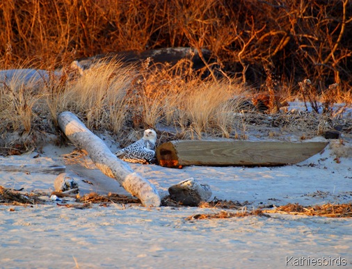 17. snowy owl-kab