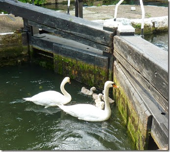 2 swans in sturts lock