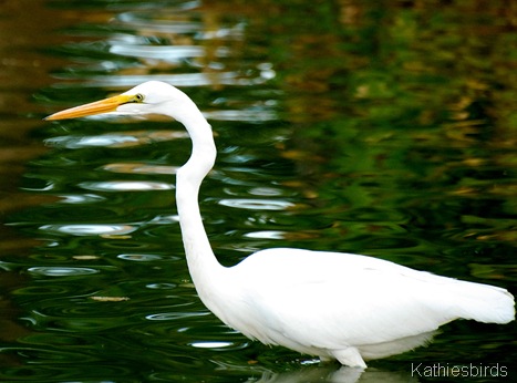 1. Great egret Fort Lowell Park, AZ-kab