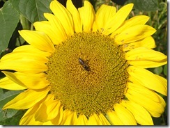včely na květu a matečniky 195