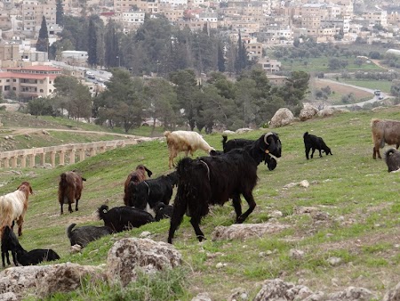 14. Capre in Jerash.JPG