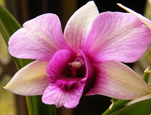 orchid-flower-14
