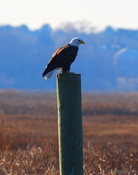 6. bald eagle-kab