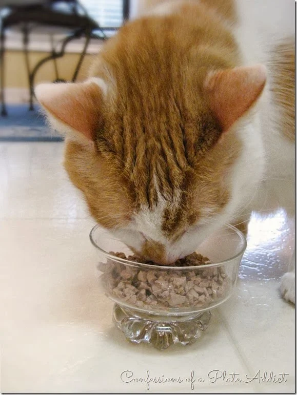 CONFESSIONS OF A PLATE ADDICT Baby Kitty
