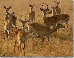 A herd of antelopes in Queen Elizabeth National Park Uganda