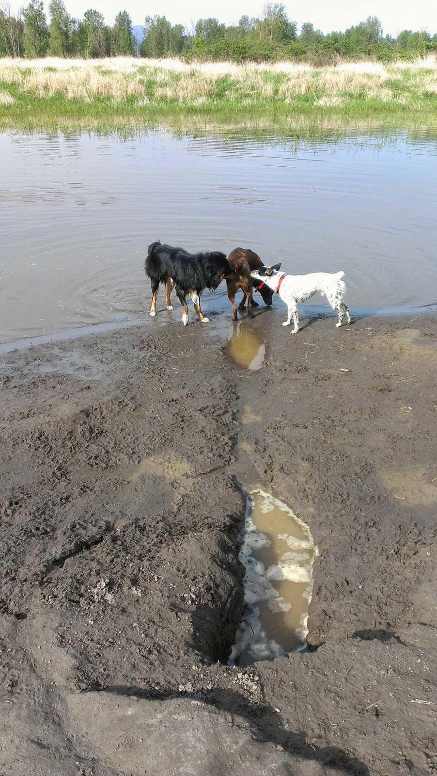 A Day In the Life of Monster...and Family Sandy river delta dog park