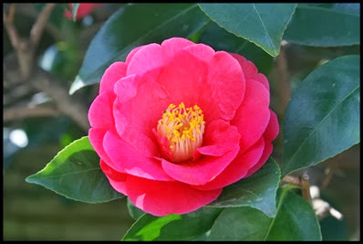 Camellia-Covina