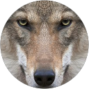 Image Google de La Solution Thomas