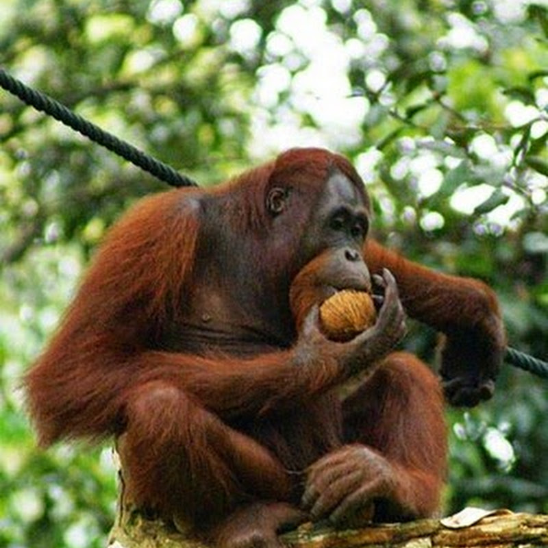 Orango una specie in estinzione.