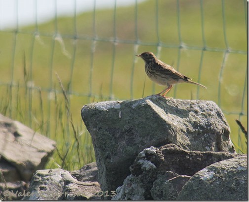 63-meadow-pipit