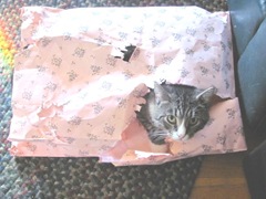 Tuffy kitty in a pink bag 11.2011