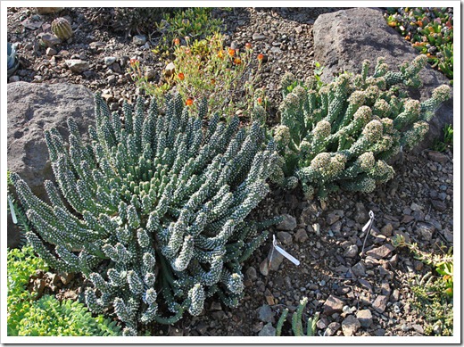 120414_RBG_Euphorbia-inermis-var-huttonae- -Euphorbia-caput-medusae_04