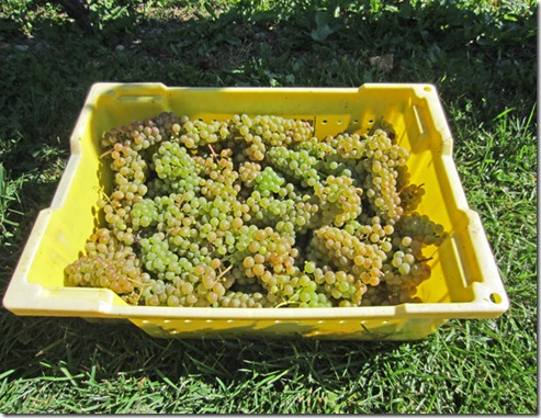 A lug with about 30-40 pounds of Vignoles grapes