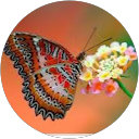 Immagine del profilo di federica rossi