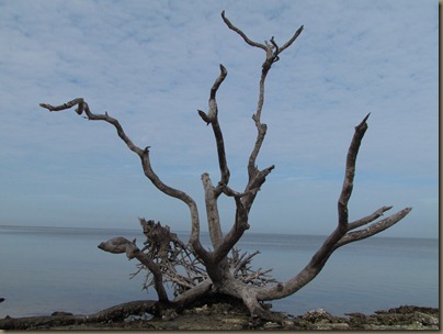 dead tree at eg simmons beach park