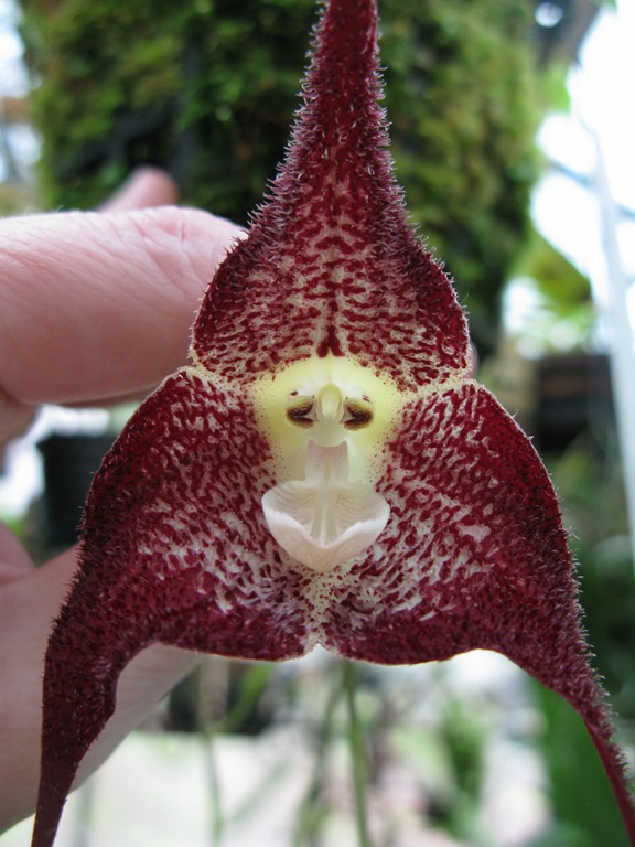 [DRACULA%2520POLIPHEMUS%255B4%255D.jpg]